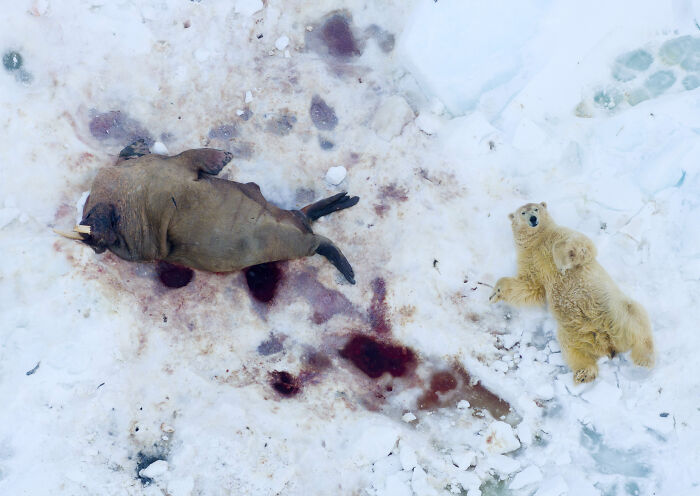 Aerial shot of a polar bear next to a walrus on icy terrain with blood stains in a wildlife scene.