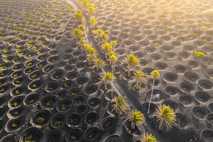 Aerial shot of palm trees growing in circular pits on volcanic soil, showcasing unique patterns in winning aerial photography.