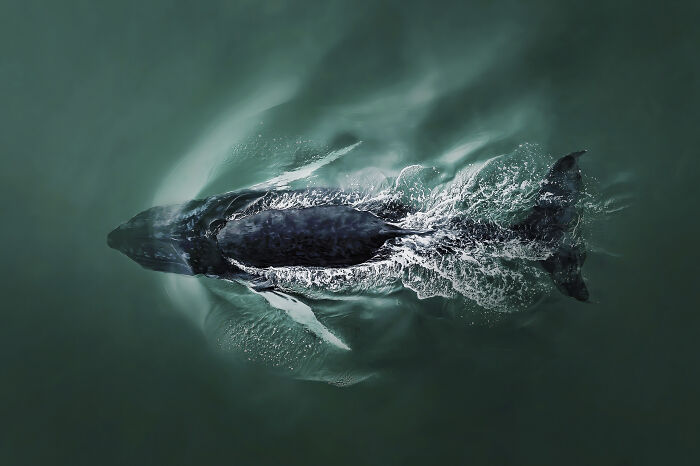 A stunning aerial shot of a whale swimming in the ocean, showcasing winning aerial photography skills and natural beauty.