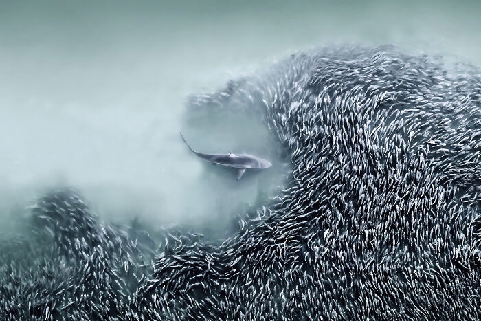 Aerial shot of a shark swimming through a large school of fish in misty ocean waters, featured in winning photography.