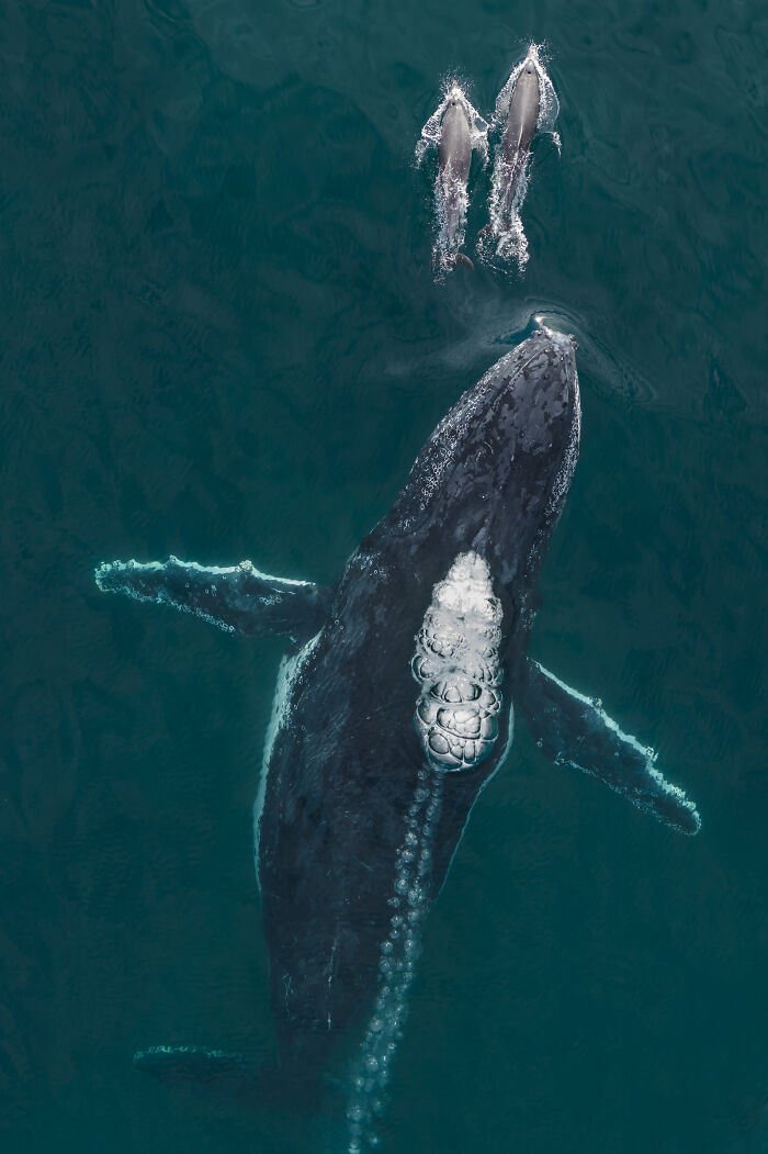 Aerial shot of a large whale swimming with two smaller whales underwater, showcasing winning aerial photography.