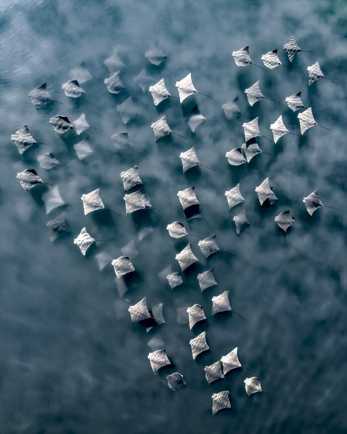 Aerial shot of a large group of manta rays swimming underwater captured in a stunning nature photograph.