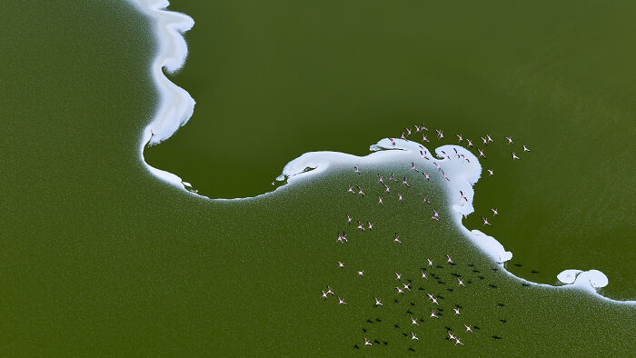 Aerial shot of a flock of birds over green water with white foam patterns for winning aerial shots photography.