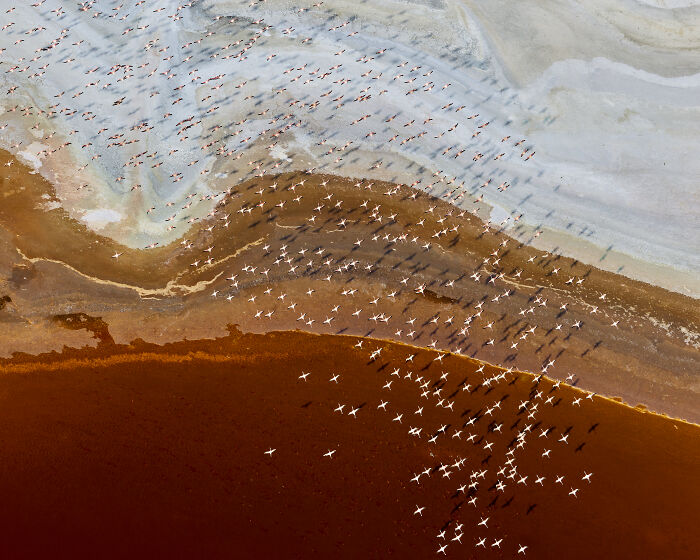 Aerial shot of thousands of flamingos over a multicolored shoreline, featured in International Photographer winning shots.