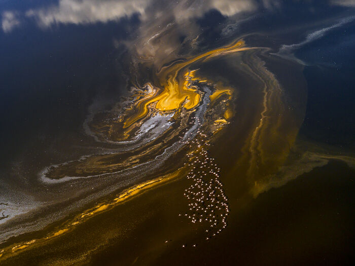 Aerial shot of swirling water patterns with a flock of birds captured in a winning aerial photograph.