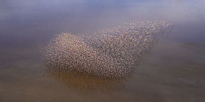 Aerial shot of a large flock of birds flying over a misty brown landscape in winning aerial photography style.