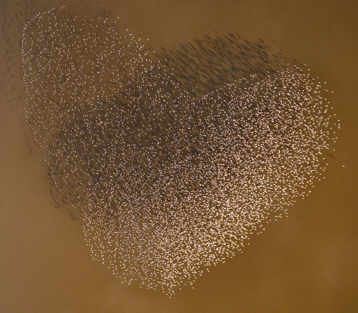 Aerial shot of a massive flock of birds creating dynamic patterns against a brown background in winning aerial photography.