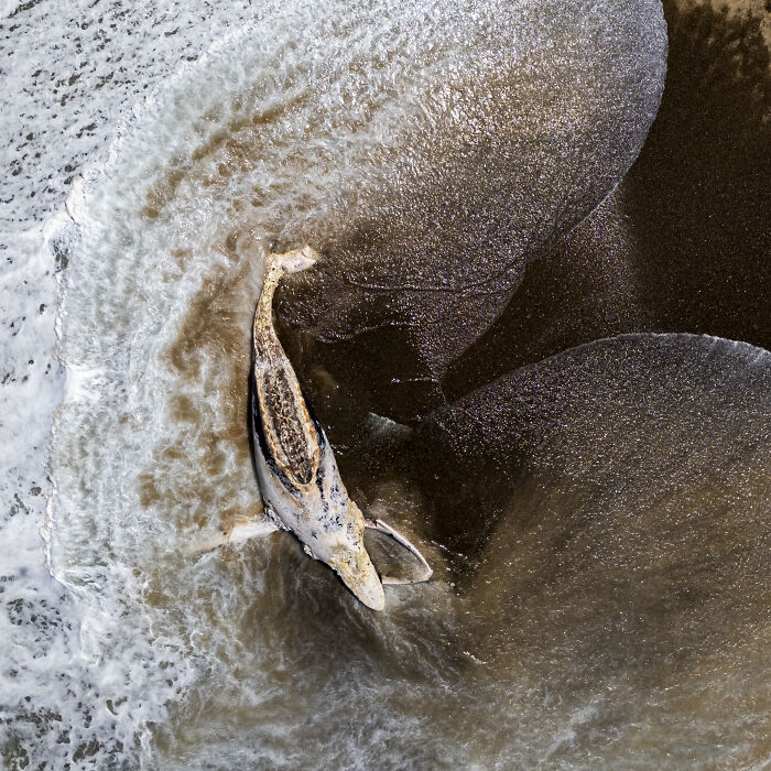 Aerial shot of a whale swimming near the shore with waves creating patterns in the sand and water.