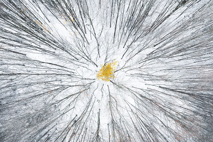 Aerial shot of a snowy forest with bare trees radiating from a cluster of yellow leaves in the center.