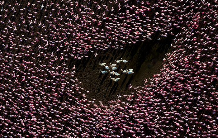 Aerial shot of a large flock of pink flamingos surrounding a smaller group of white birds in a dark landscape.