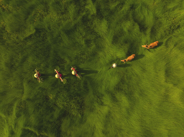 Aerial shot of people walking through lush green grass with animals, showcasing 100 winning aerial shots photography.