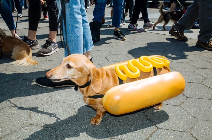 Dachshund in a hot dog costume among pedestrians, capturing a playful street moment in NYC with crowds walking by.