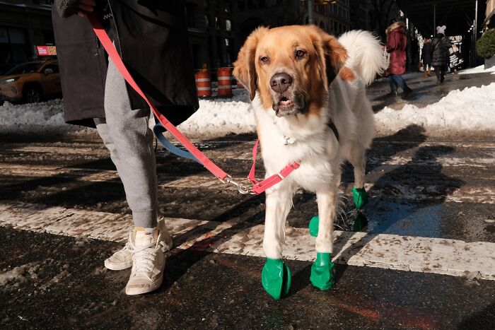Street moments of NYC featuring a dog in green boots being walked on a snowy city sidewalk.