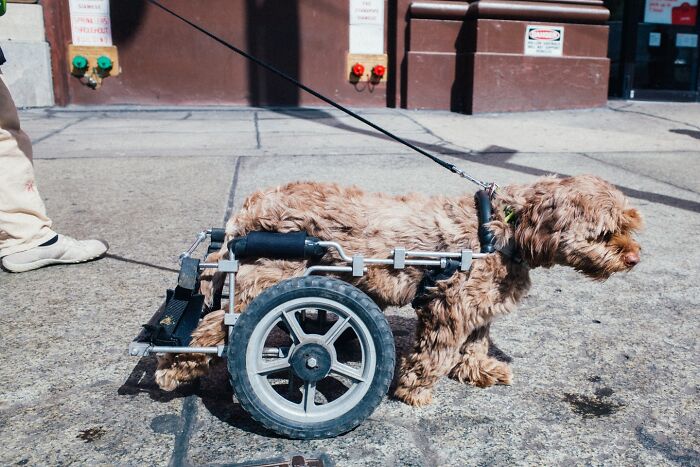 Small brown dog with a wheelchair for hind legs seen on a busy NYC street in a powerful street moment captured by a photographer.
