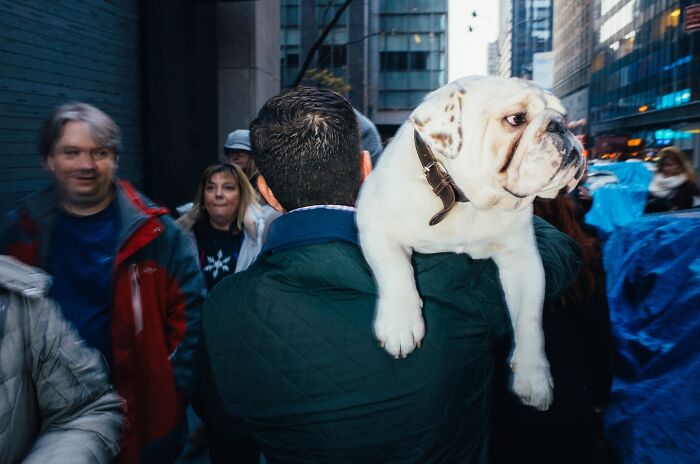 Man carrying a bulldog on his shoulder in a busy NYC street captured in powerful street moments photography.