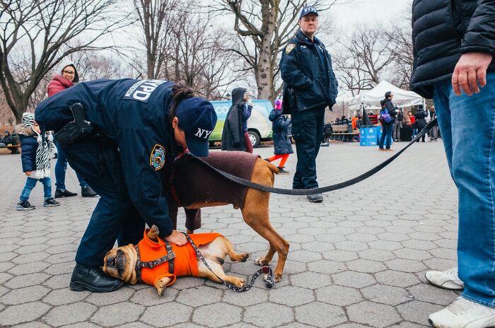 NYPD officers interacting with dogs on a busy NYC street, showcasing everyday moments in striking street photos.