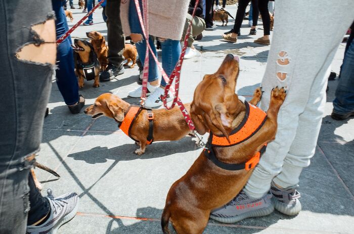 Small dogs with orange harnesses on leashes among pedestrians in NYC captured in powerful street moments photography