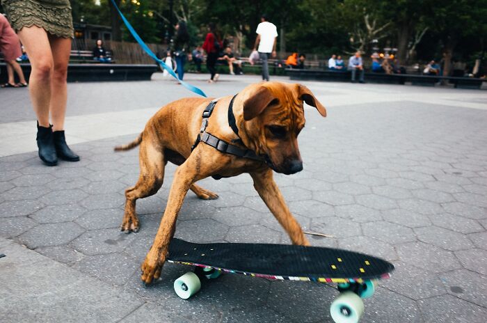 A dog on a leash interacts with a skateboard in a lively NYC street moment captured by a photographer.