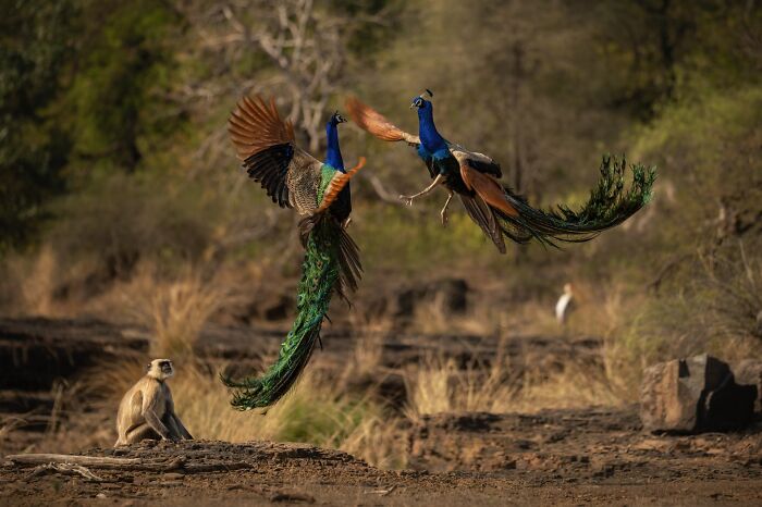 Two rare peacocks in mid-air interaction while a monkey watches in a natural habitat, captured by a wildlife photographer.