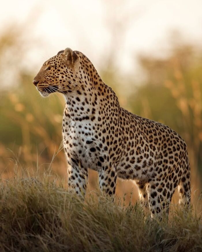 Leopard standing in grass during golden hour, showcasing rare animals in stunning wildlife photography.