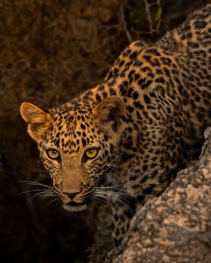 Leopard captured by a photographer tracking down rare animals in a detailed close-up in its natural habitat.