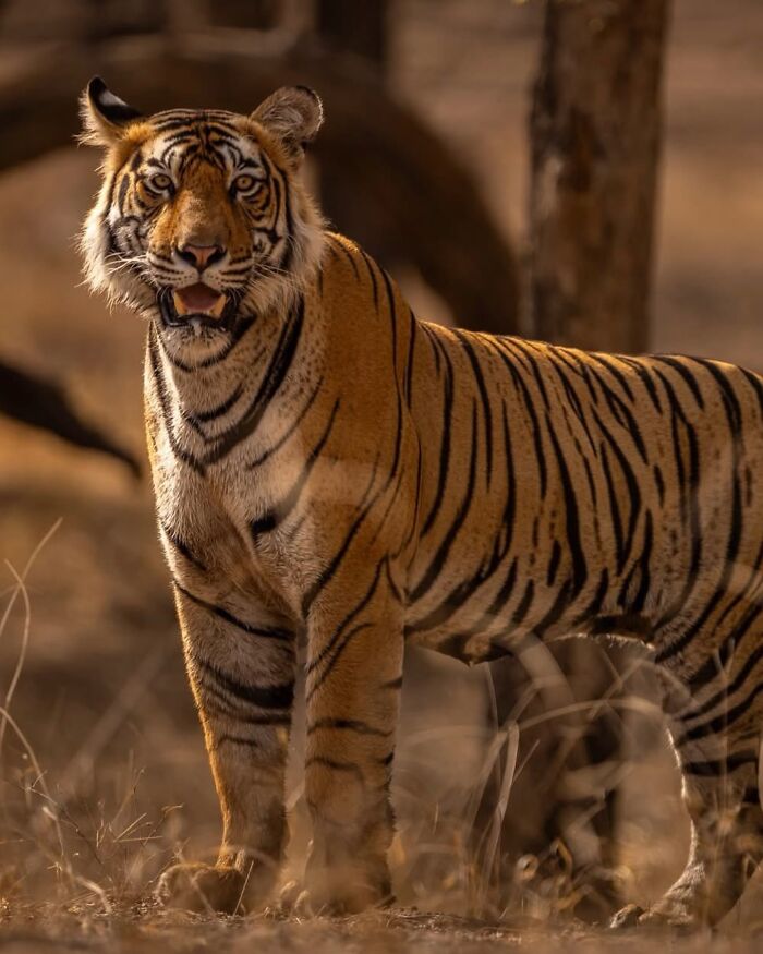A stunning photo of a rare tiger captured by a photographer tracking down rare animals in the wild.