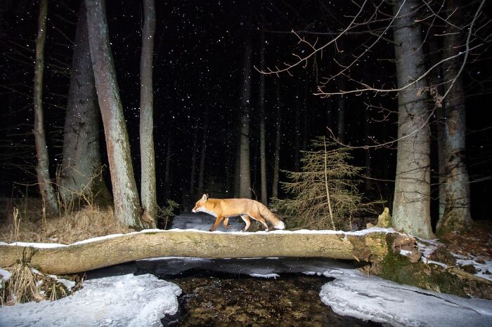 Fox walking on a log over a frozen stream in a dark forest, captured by a photographer tracking rare animals.