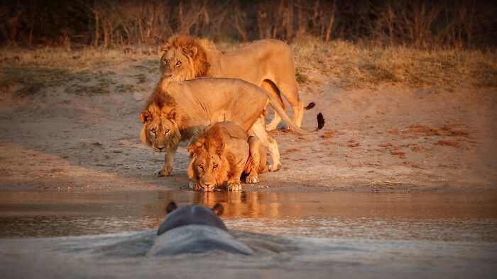 Three lions drinking water at a riverbank while a rare hippo faces them in this stunning wildlife photograph.