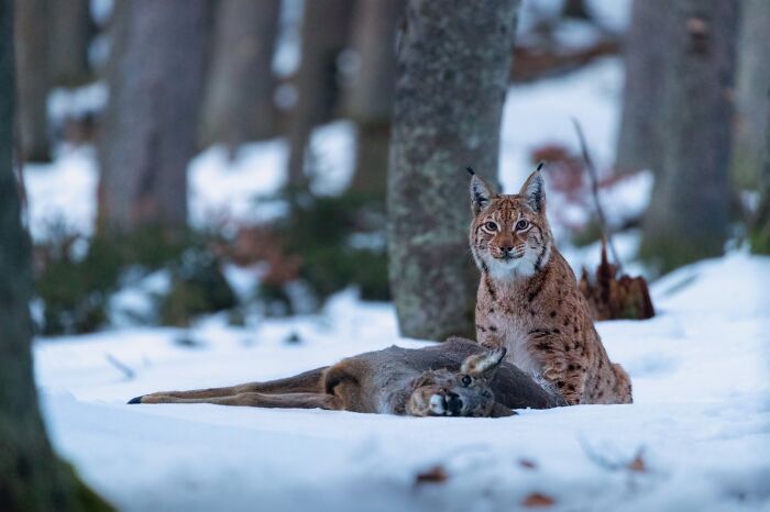 Lynx in a snowy forest, captured by a photographer known for tracking down rare animals with stunning photos.