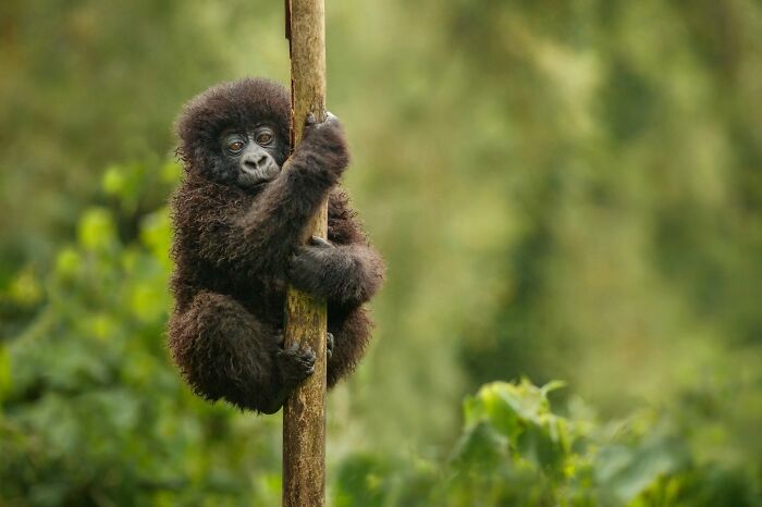 Rare baby gorilla clinging to a tree trunk in lush green forest, captured by photographer tracking down rare animals.