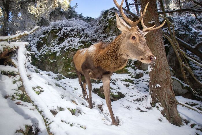 A rare animal captured in a snowy forest by a photographer dedicated to tracking stunning wildlife images.