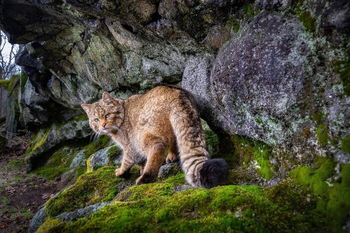 Wildcat standing on moss-covered rocks in a natural habitat, captured by a photographer tracking rare animals.