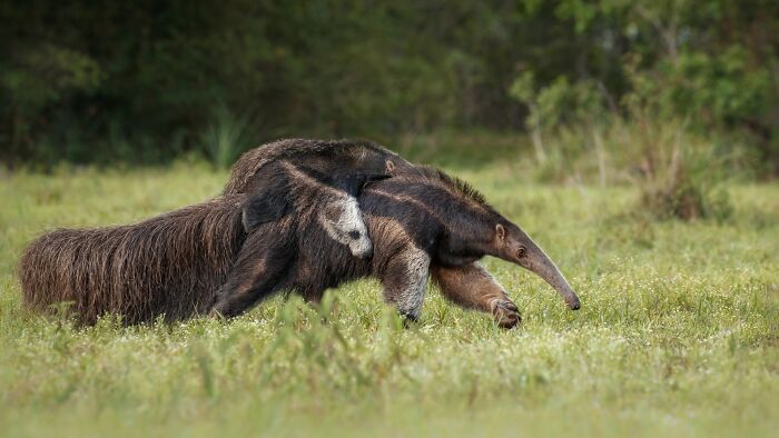 Giant anteater walking in a grassy field, showcasing rare animals captured by a photographer tracking wildlife.