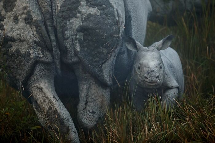 Rare animal photography showing a close-up of a baby rhinoceros standing next to its mother in tall grass.