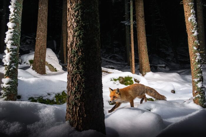 Fox walking through snowy forest at night, captured by photographer tracking rare animals with stunning wildlife photos.