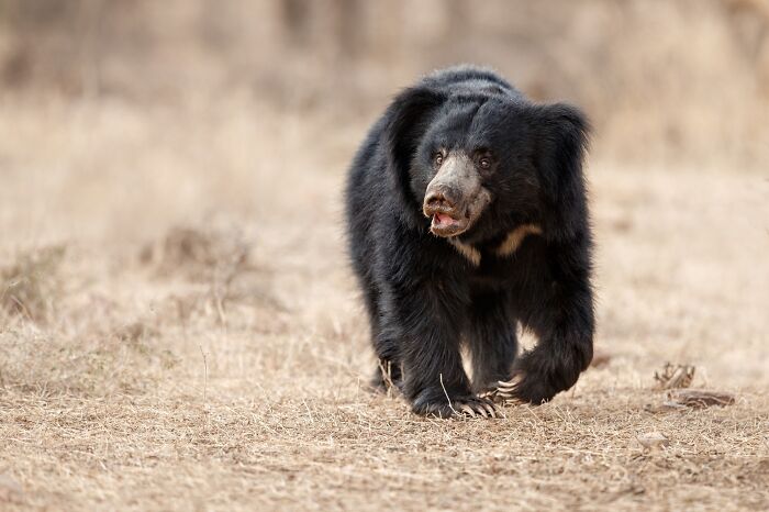 Sloth bear walking in dry grassland captured by photographer tracking rare animals in the wild.