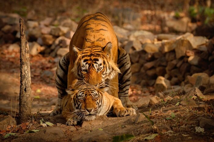 Two rare tigers interacting in a natural habitat, captured by a photographer specializing in rare animal photography.