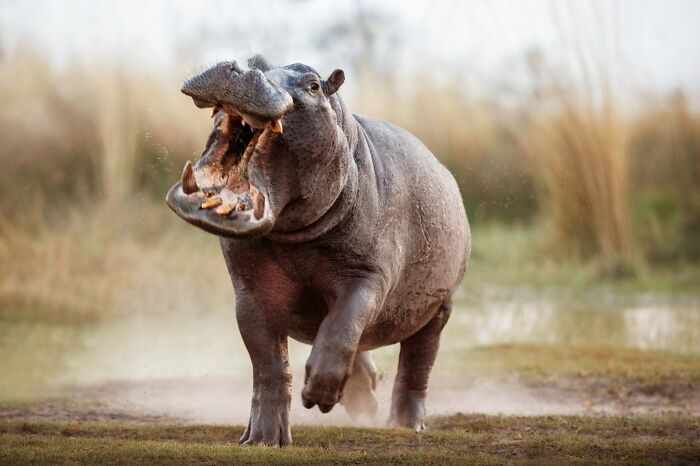 Hippo captured by a photographer specializing in tracking rare animals, showcasing stunning wildlife photography.