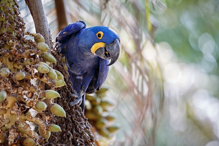 Blue rare animal perched on tree branch with tropical fruits, captured by photographer tracking down rare animals.