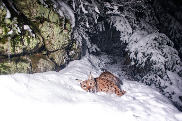 Rare animal photographed in snowy forest at night, showcasing stunning wildlife tracking and nature photography skills.