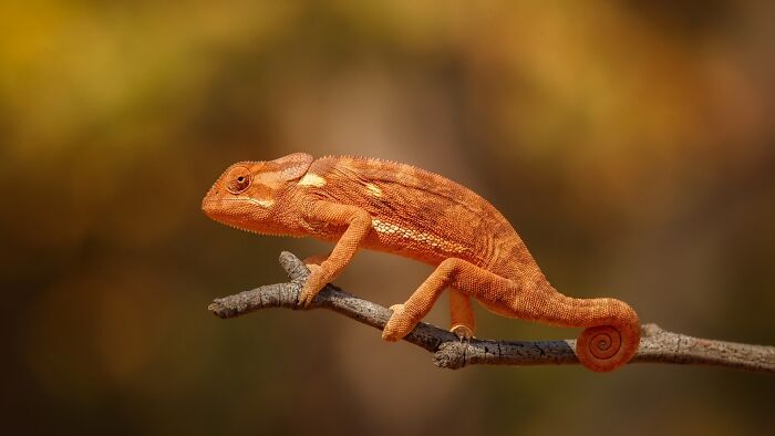 Close-up of a rare orange chameleon on a branch, showcasing stunning details captured by a wildlife photographer.