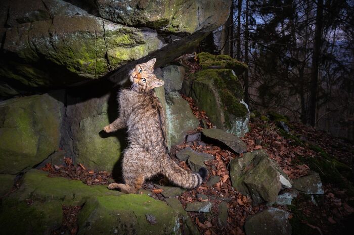 Rare wildcat captured in natural rocky habitat by photographer tracking down rare animals over several years.