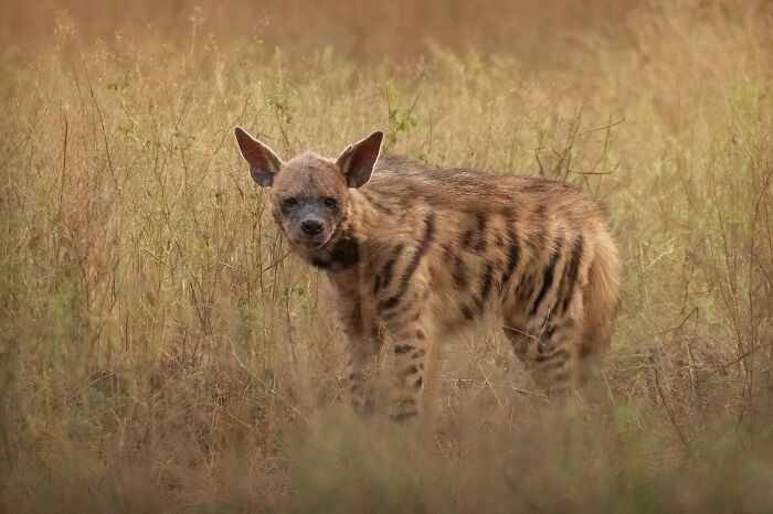 Rare animal captured in natural habitat by photographer known for tracking elusive wildlife, showcasing stunning wildlife photography.