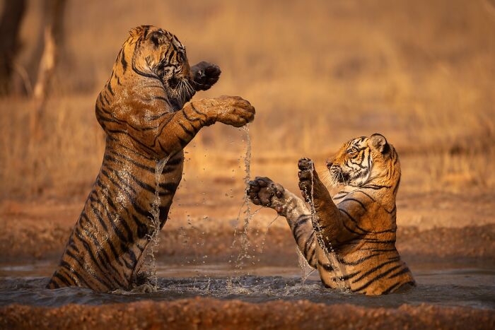 Two rare tigers playfully splashing water in a natural habitat captured by a photographer specializing in rare animals.