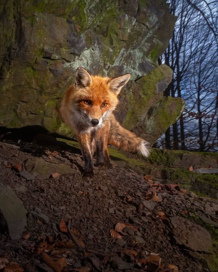 Red fox captured in a stunning wildlife photo by a photographer tracking rare animals in their natural habitat.