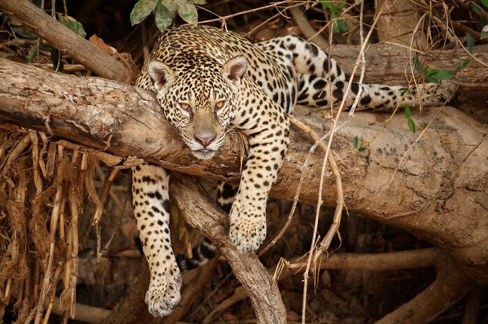 Leopard resting on tree branches captured by photographer tracking rare animals in natural habitat.