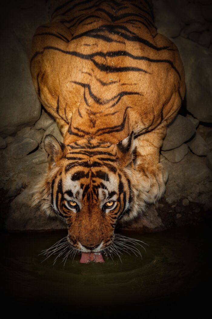 Rare animal tiger drinking water in the wild, captured by photographer tracking rare animals for years in stunning nature photo.