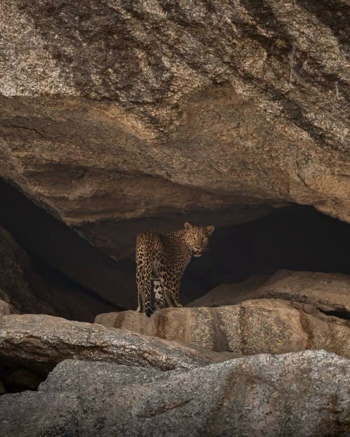 Leopard standing inside a rocky cave, showcasing rare animals captured by a photographer spending years tracking wildlife.