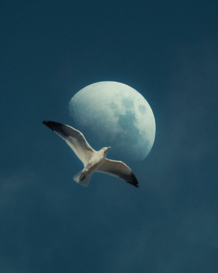 Seagull flying against a dark sky with the moon, showcasing a breathtaking landscape shot with a fantasy movie feel.