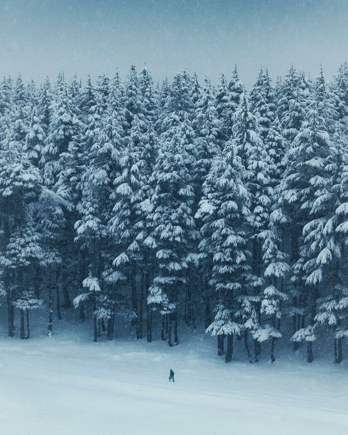 Snow-covered forest landscape with a lone figure walking, showcasing breathtaking landscape shots that look like a fantasy movie scene.